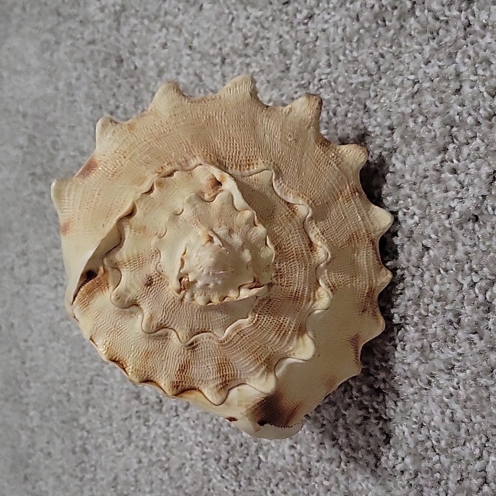 Queen Conch shell - Picture 2 of 8